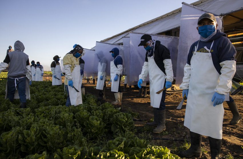 Migrant farmworkers in Greenfield, Calif., where Fresh Harvest has been implementing safety precautions to protect against Covid-19 infections. (Brent Stirton/Getty Images)  