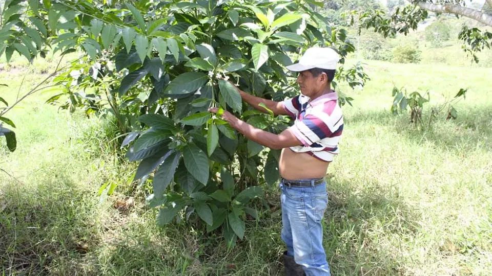  Domingo Choc Che, a Maya spiritual guide who was murdered in early June 2020 in the village of Chimay, Guatemala. Photograph: Mónica Berger/Handout