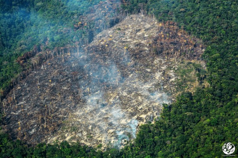 Burning jungle aerial view